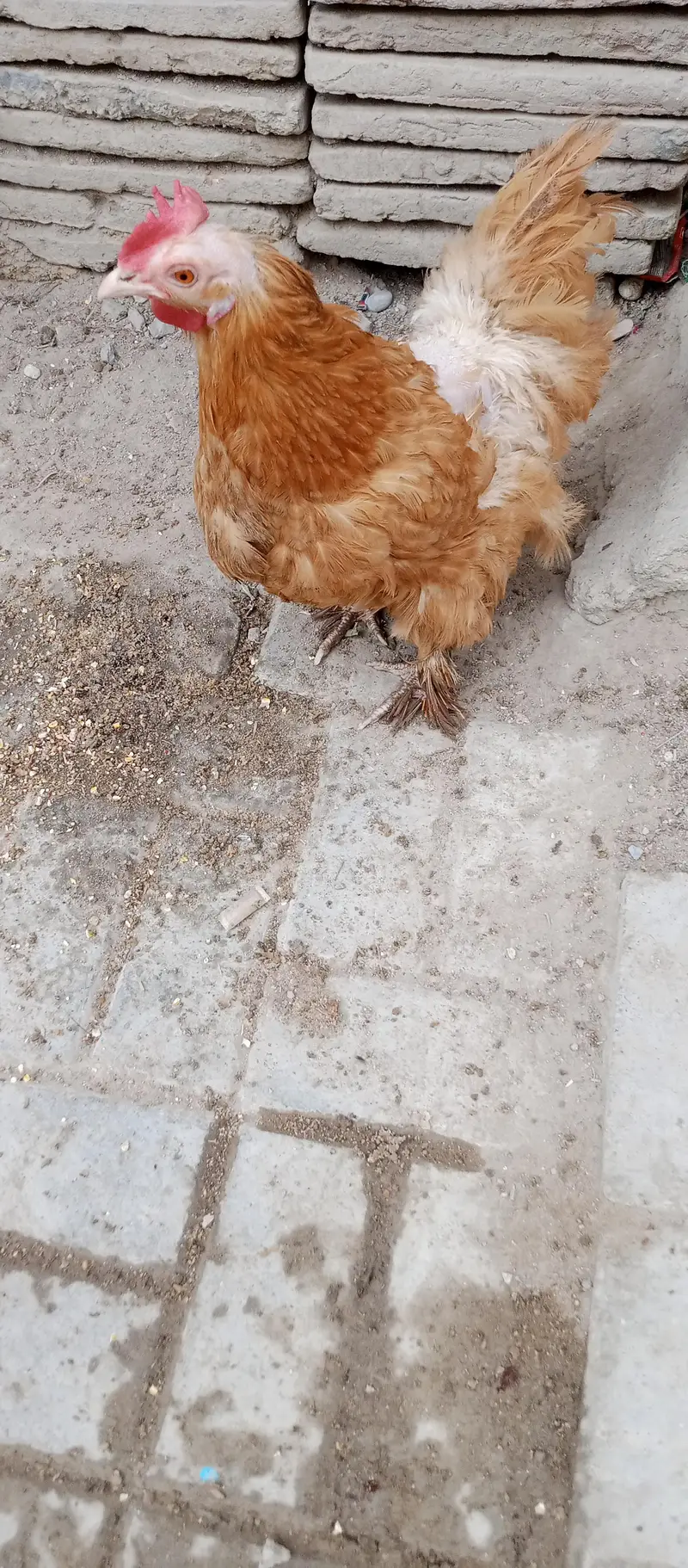 urgent sale 1 male & 1 female — photo 3