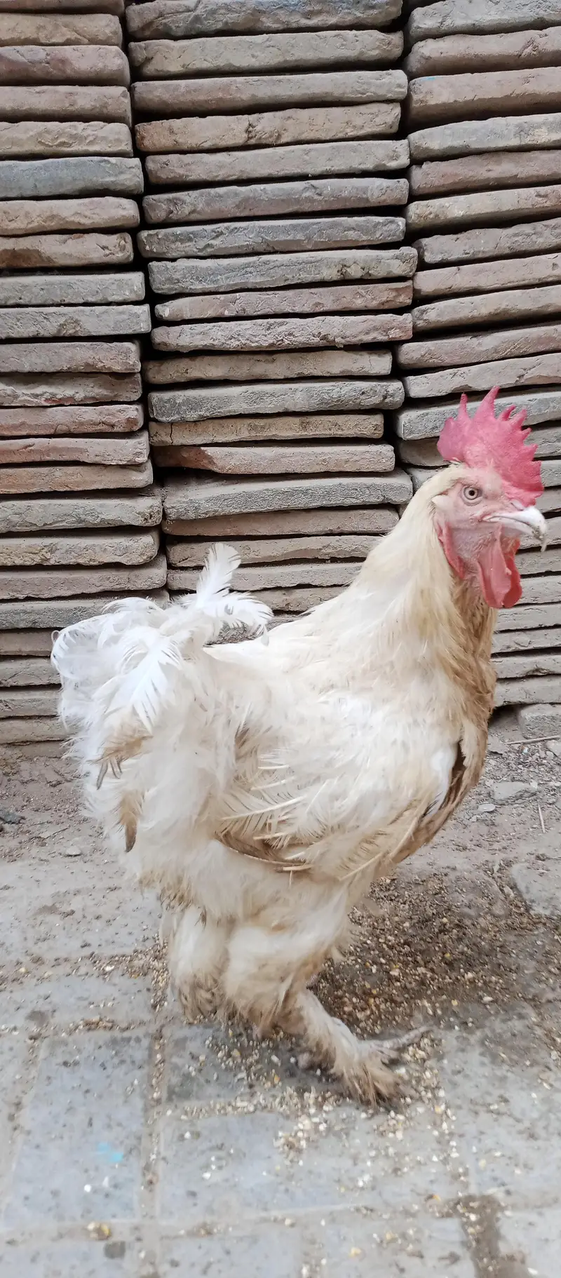 urgent sale 1 male & 1 female — photo 4