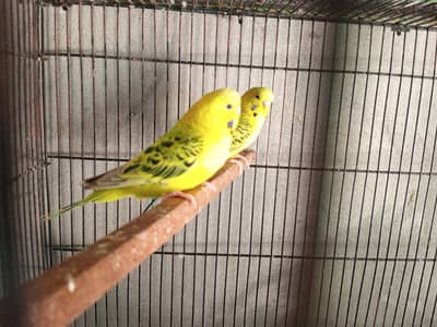 king size Tcb breeder pair & rainbow pathy