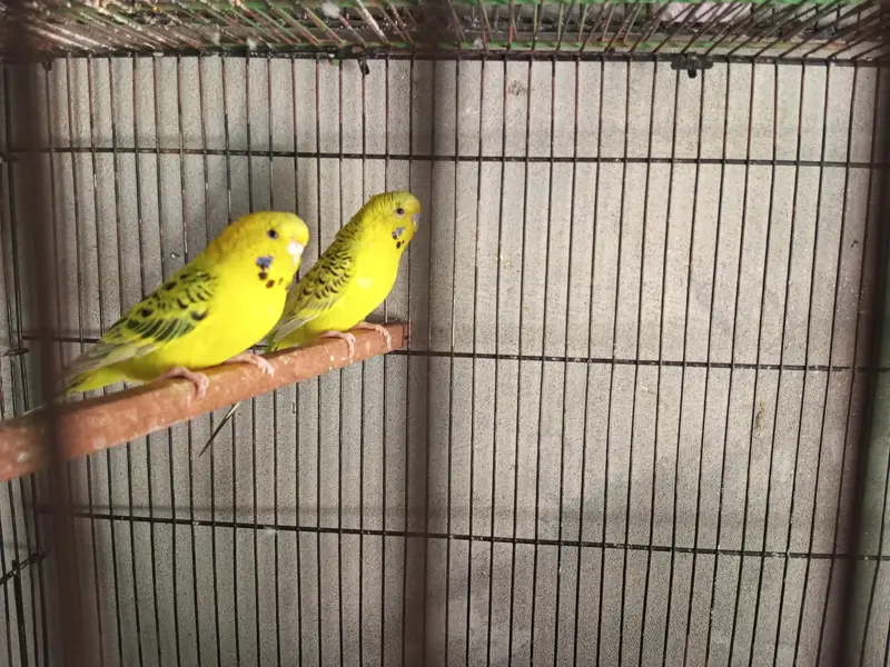 king size Tcb breeder pair & rainbow pathy — photo 2