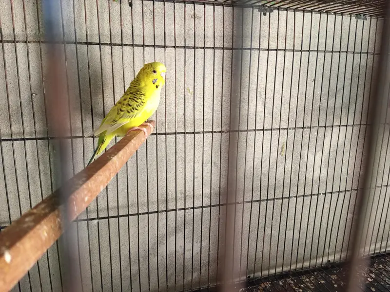king size Tcb breeder pair & rainbow pathy — photo 3