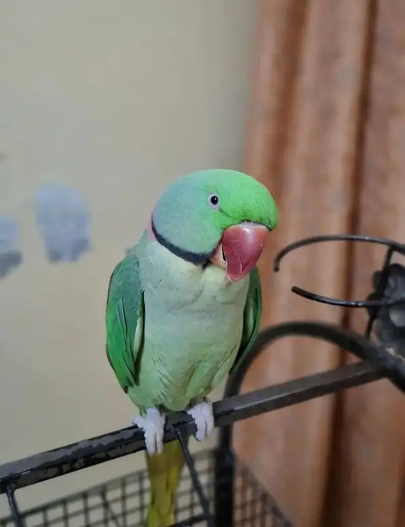 Kashmir Raw Parrot  handtam