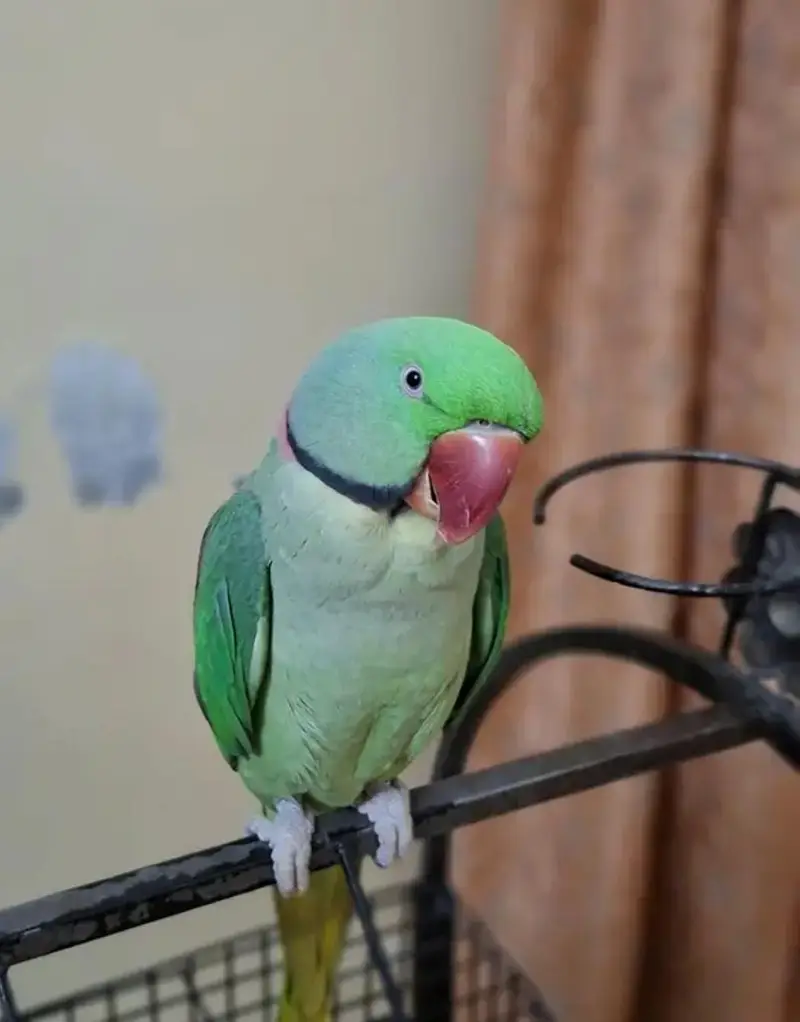 Kashmir Raw Parrot  handtam — photo 2