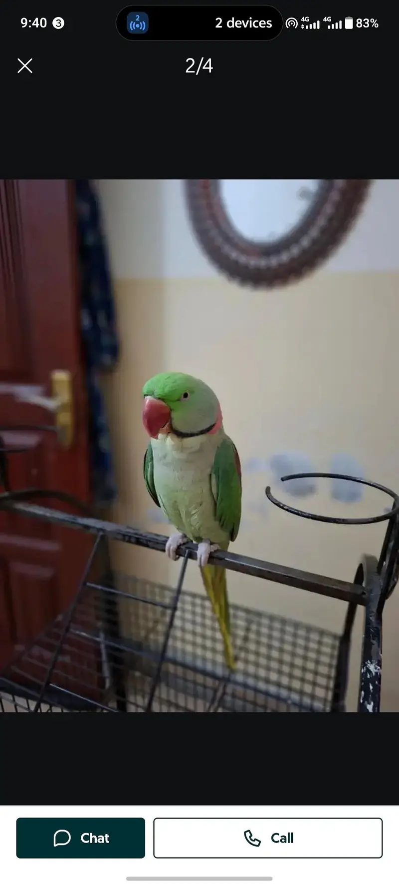 Kashmir Raw Parrot  handtam — photo 3
