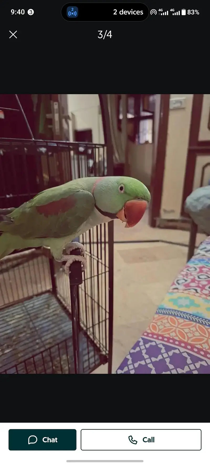 Kashmir Raw Parrot  handtam — photo 4
