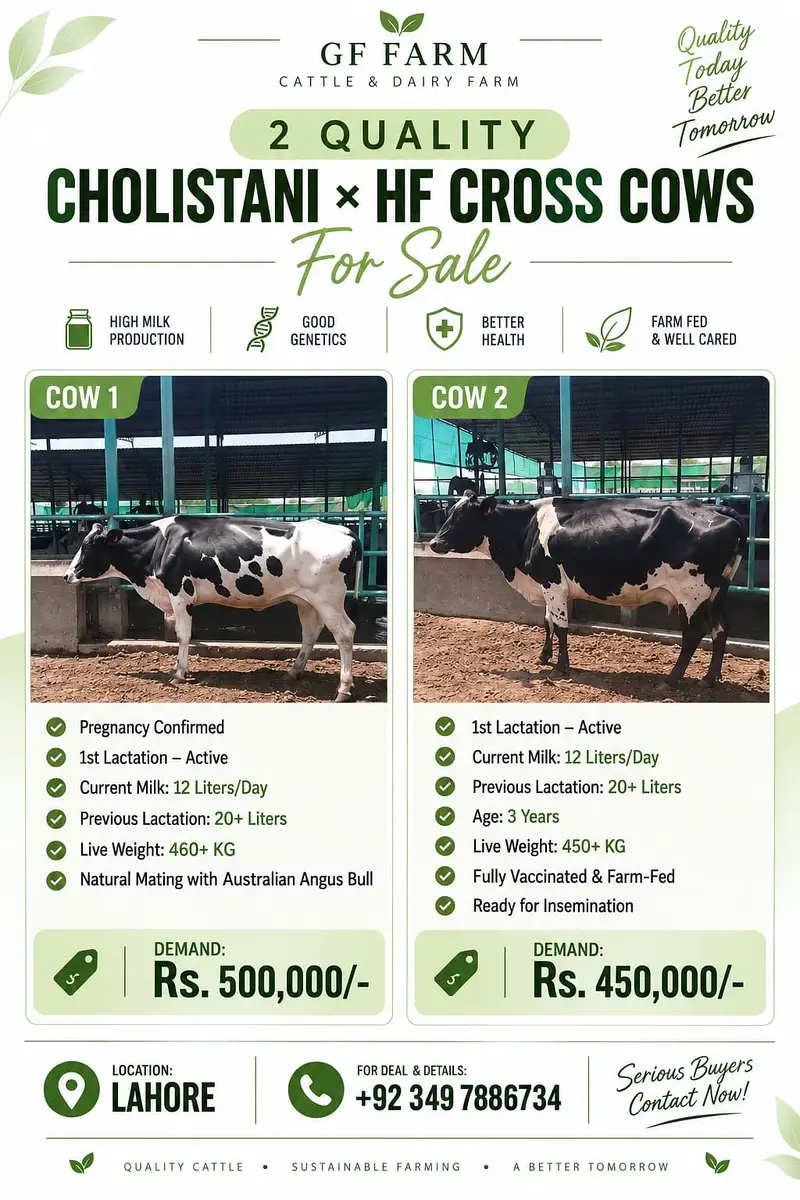 Cow | Milking Cow | Australian Cow | Australian friesian cow For Sale