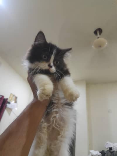 Persian kitten active litter trained for sale
