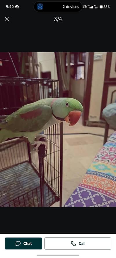 Kashmir Raw Parrot  handtam my WhatsApp number 03247714190