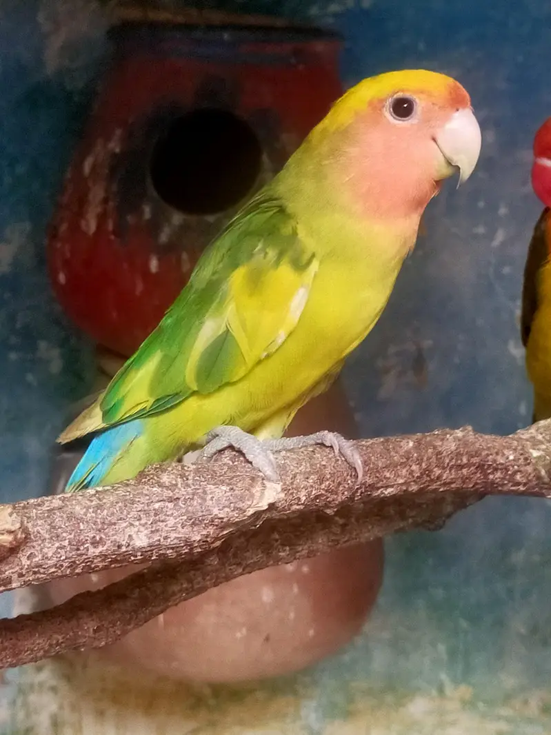 love bird beautiful male and pairof dove03257580975