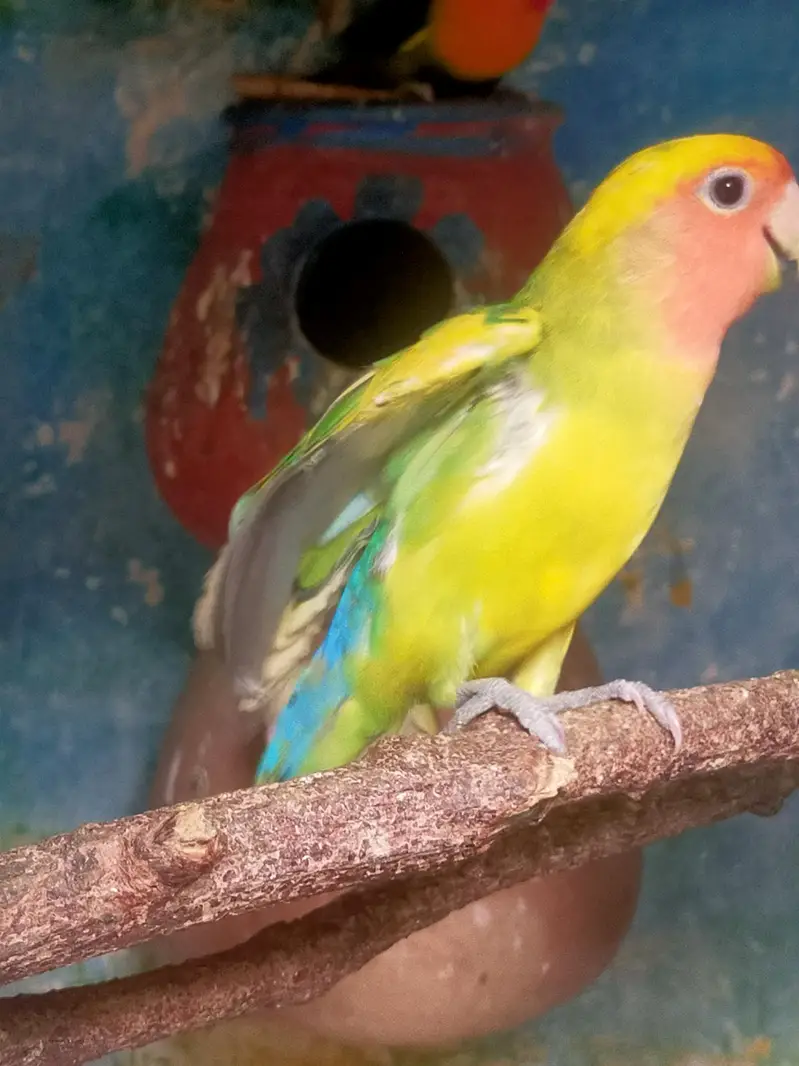 love bird beautiful male and pairof dove03257580975 — photo 2