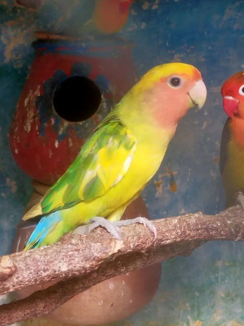 love bird beautiful male and pairof dove03257580975 — photo 3