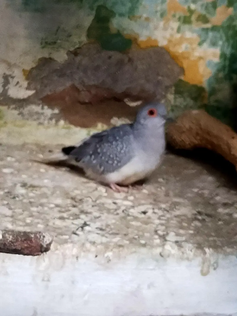 love bird beautiful male and pairof dove03257580975 — photo 4