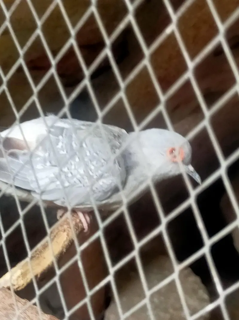love bird beautiful male and pairof dove03257580975 — photo 5