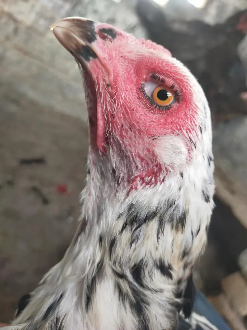 Sale Shamo Chicken – Healthy & Active