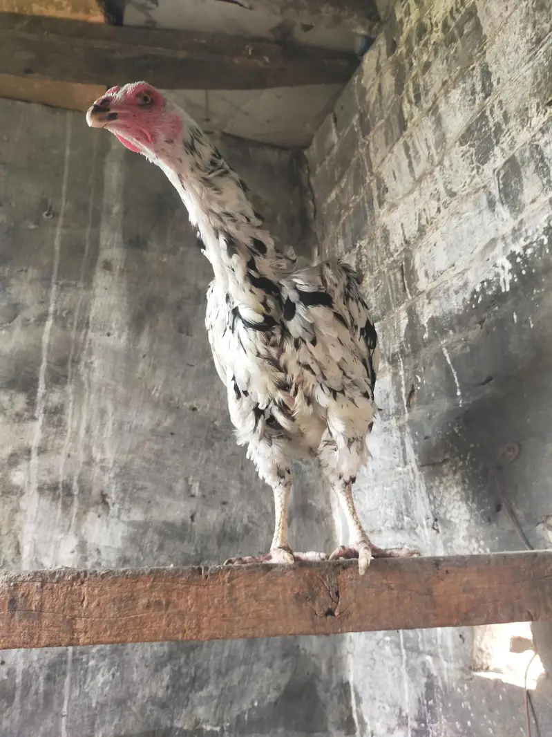 Sale Shamo Chicken – Healthy & Active — photo 2
