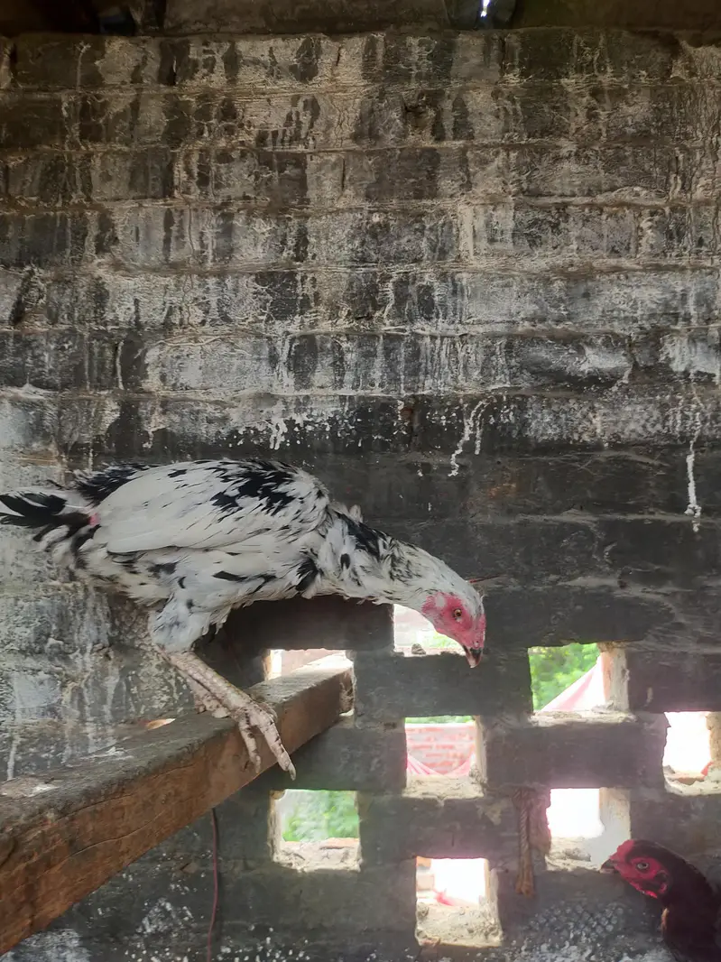 Sale Shamo Chicken – Healthy & Active — photo 3