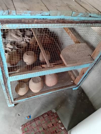 Birds Cage