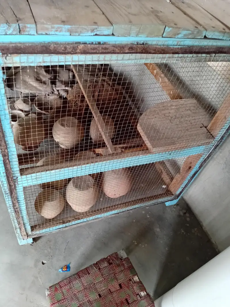 Birds Cage