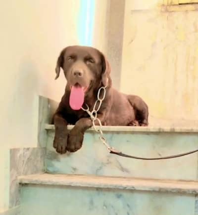 chocolate labrador dog