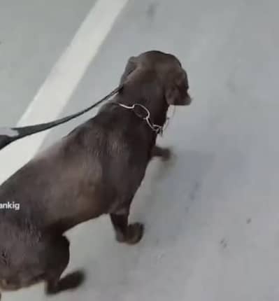 chocolate labrador dog