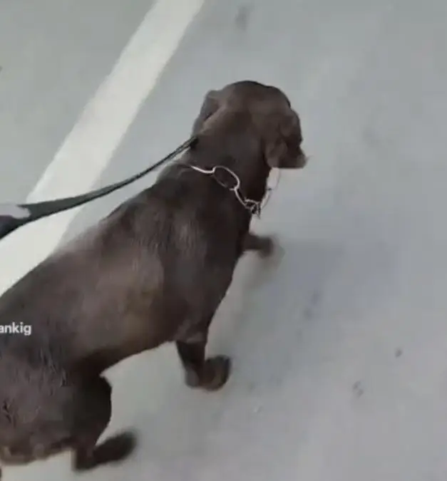chocolate labrador dog — photo 2