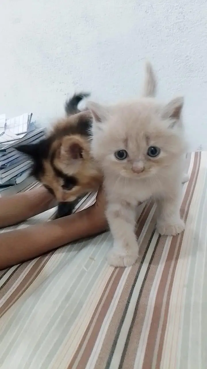 Persian 3 kittens for sale