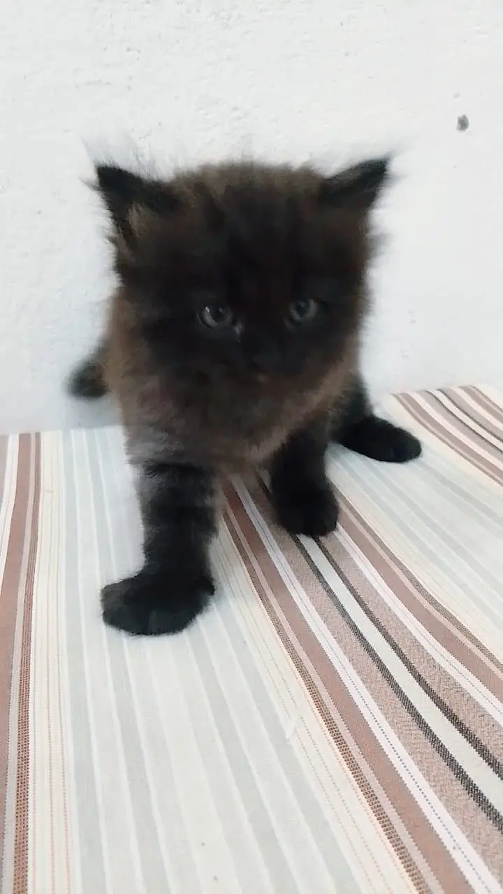 Persian 3 kittens for sale — photo 2