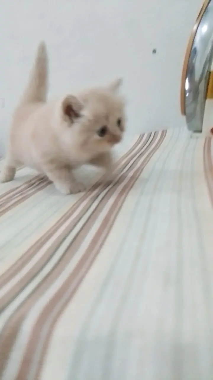 Persian 3 kittens for sale — photo 4