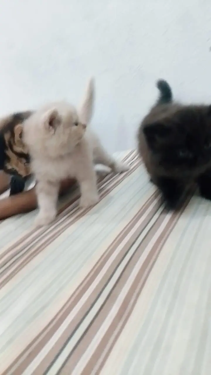 Persian 3 kittens for sale — photo 5