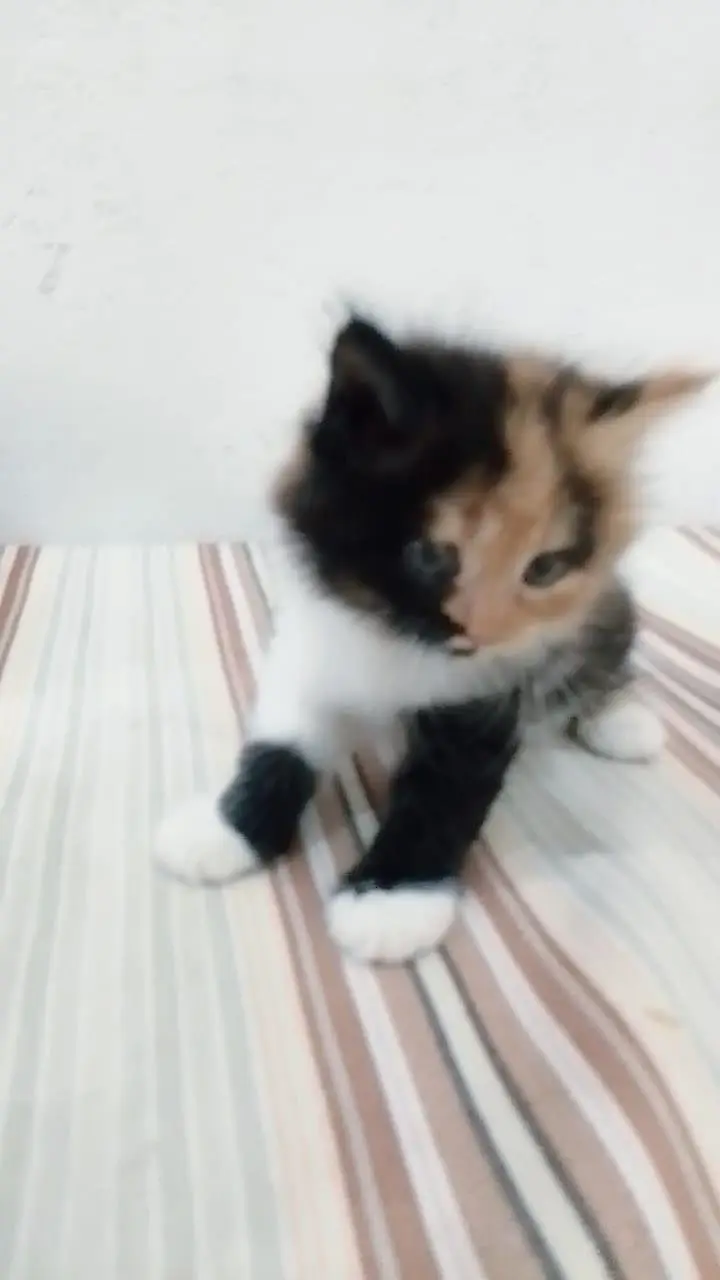 Persian 3 kittens for sale — photo 6