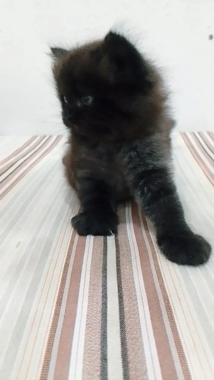Persian 3 kittens for sale — photo 7