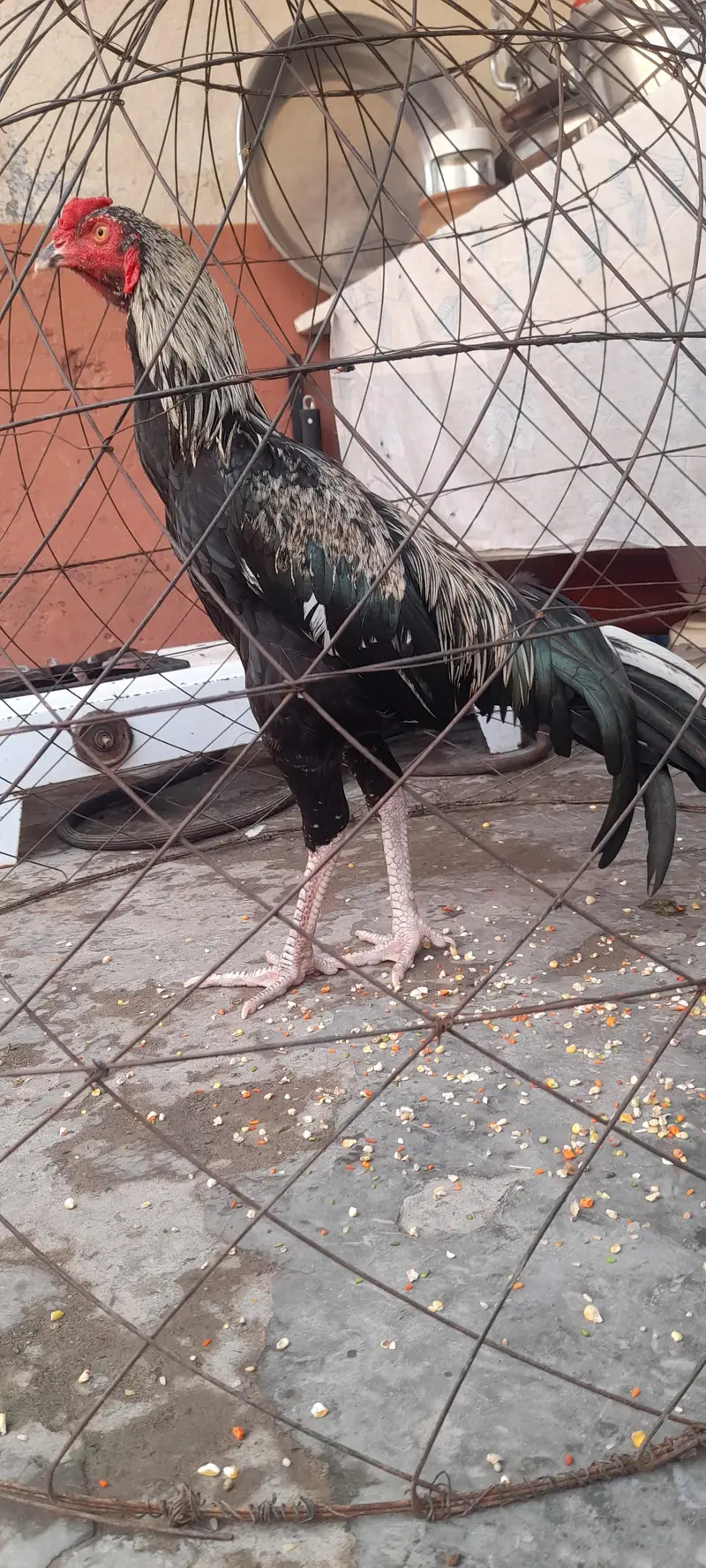 Aseel breed — photo 2