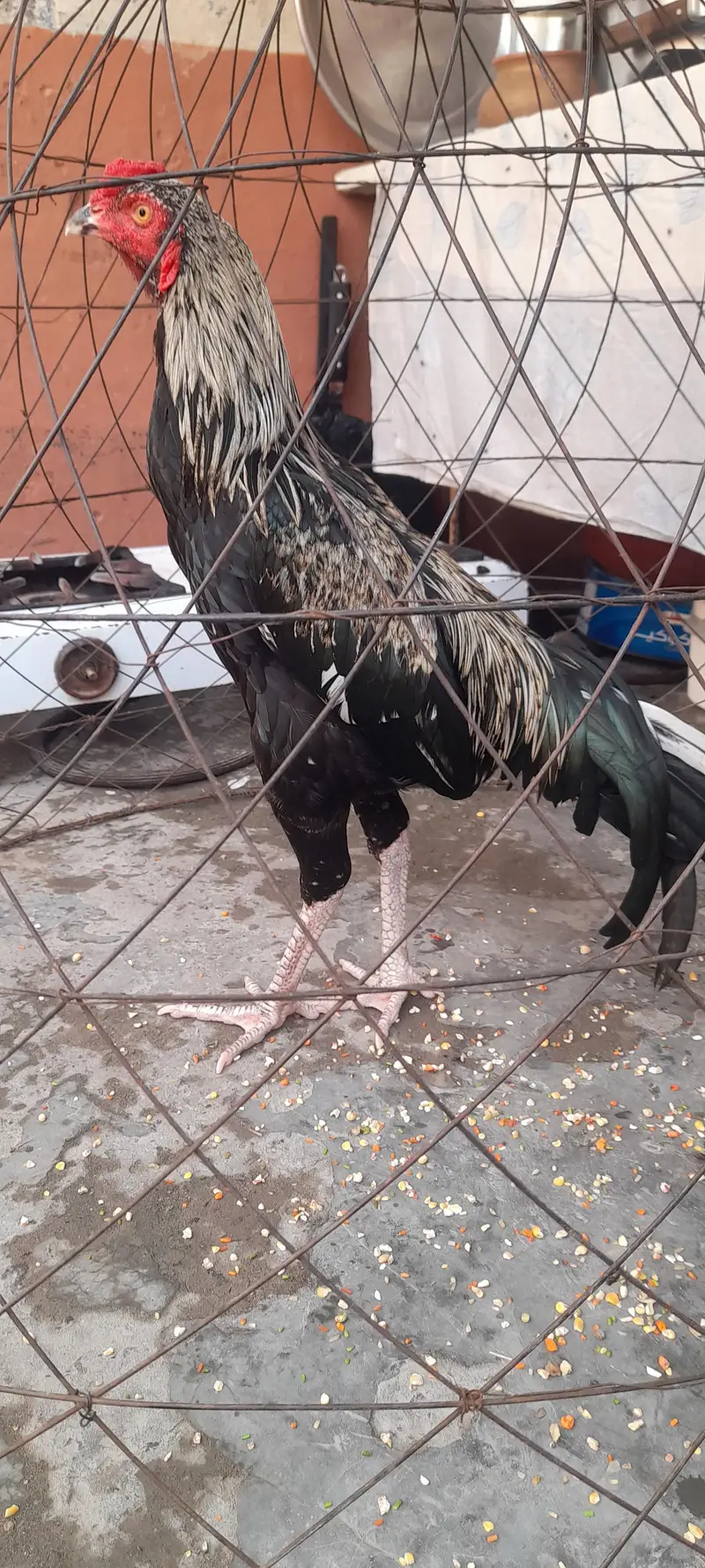 Aseel breed — photo 3