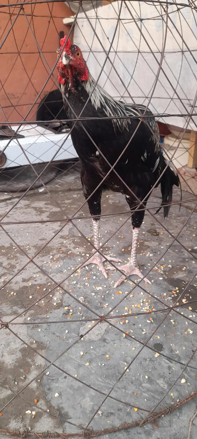 Aseel breed — photo 4