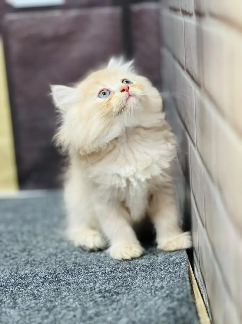 Cash on delivery persian cats & Kittens Available- Healthy & Playfull — photo 4