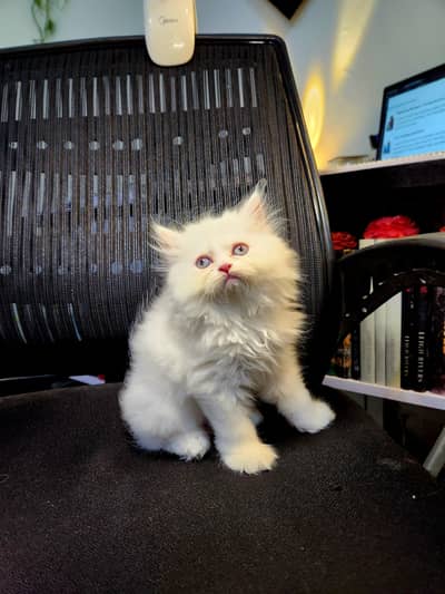 Pure Persian female Kitten wa=03005033358