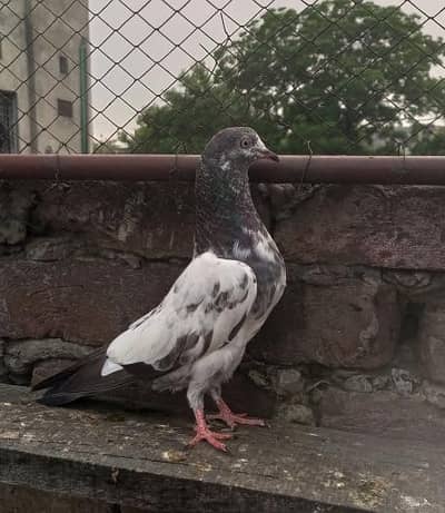 Teddy baby pigeons age 5 kali