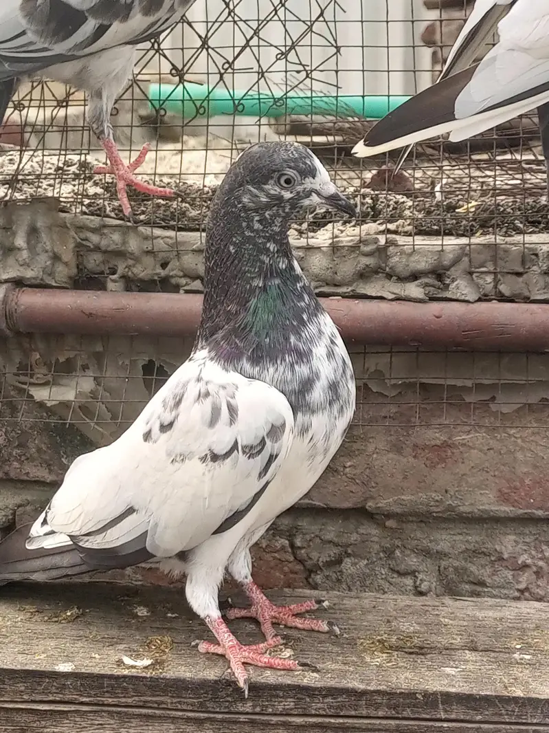 Teddy baby pigeons age 5 kali — photo 2
