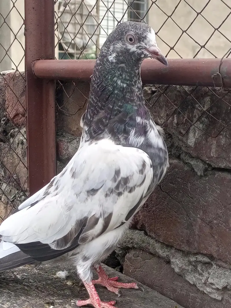 Teddy baby pigeons age 5 kali — photo 3