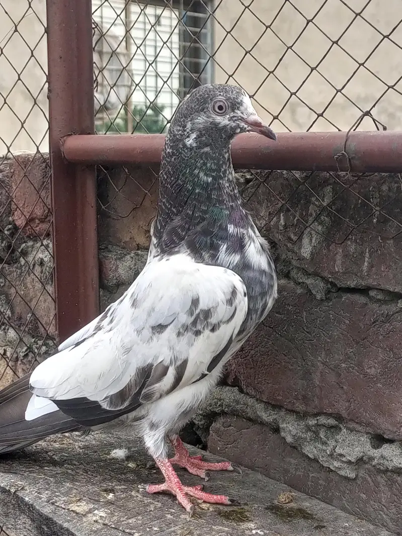 Teddy baby pigeons age 5 kali — photo 4