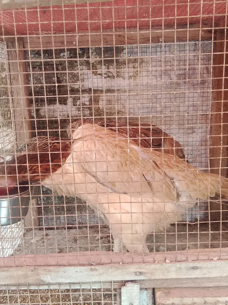 indian parrot beak females — photo 7