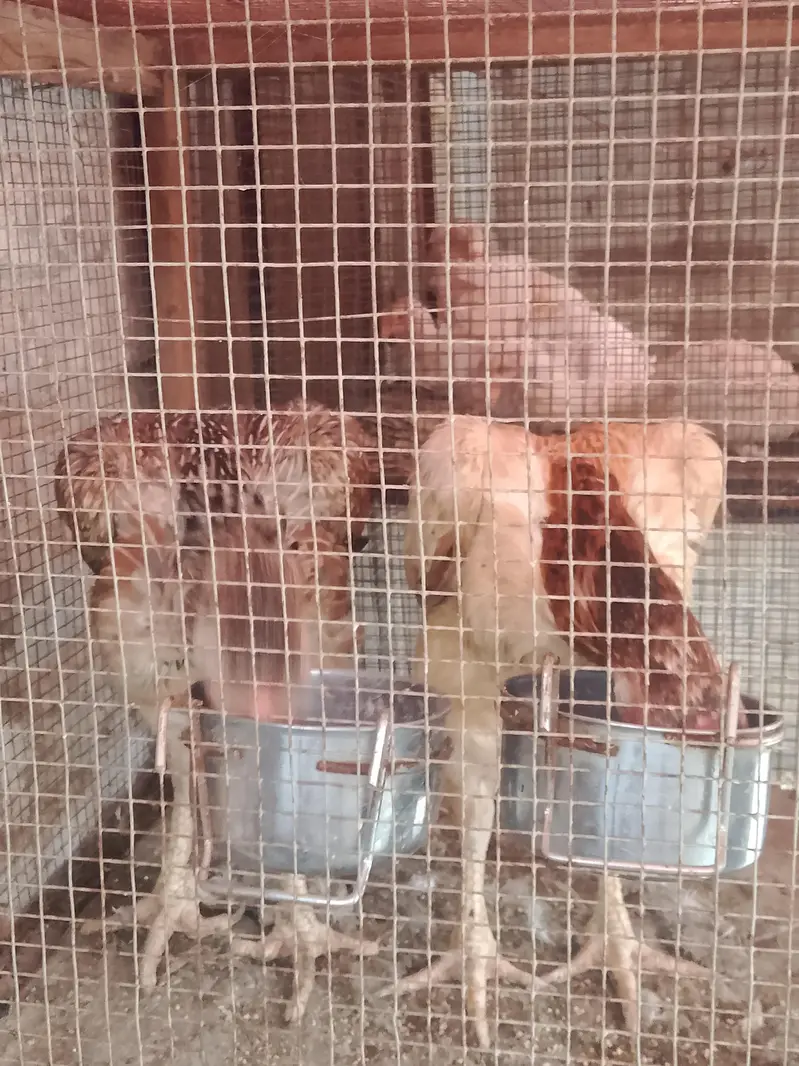 indian parrot beak females — photo 8