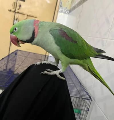 Kashmir Raw Parrot  handtam