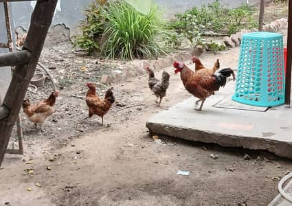 Hens for sale