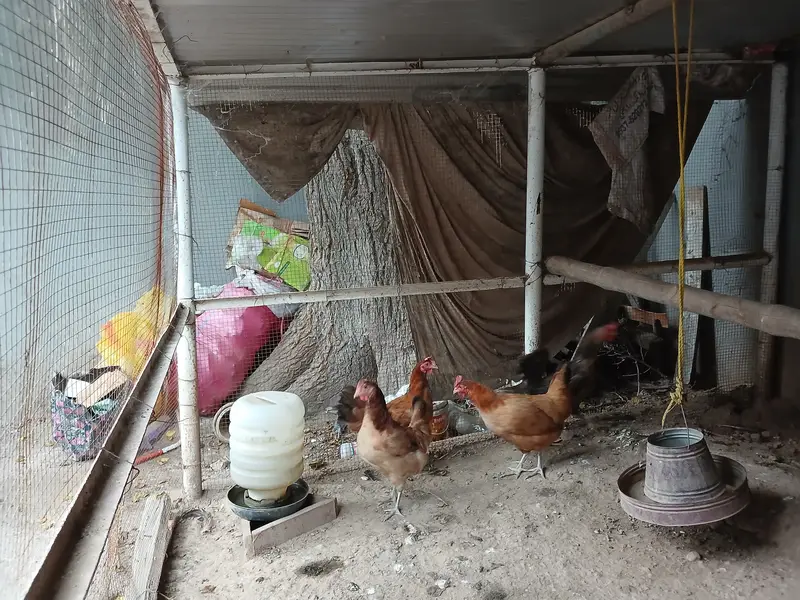 Hens for sale — photo 2