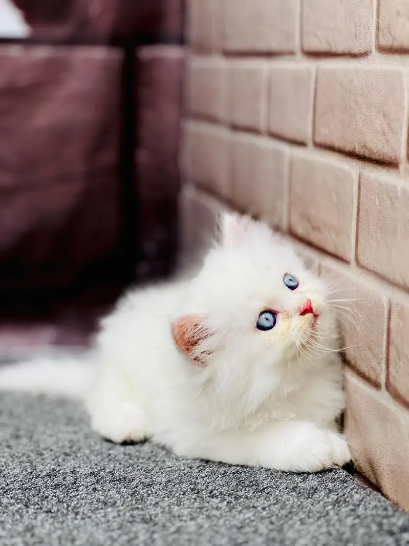 Cash on delivery persian cats & Kittens Available- Healthy & Playfull — photo 4