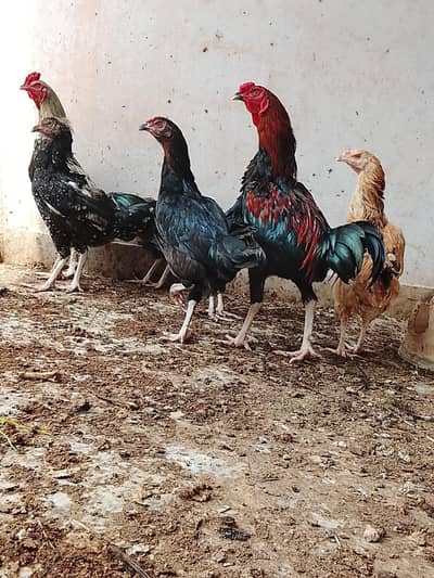 دو مرغے اور پانچ مرغیاں