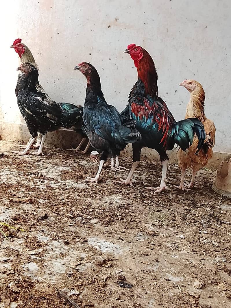 دو مرغے اور پانچ مرغیاں 0