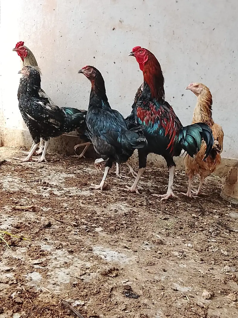 دو مرغے اور پانچ مرغیاں — photo 2