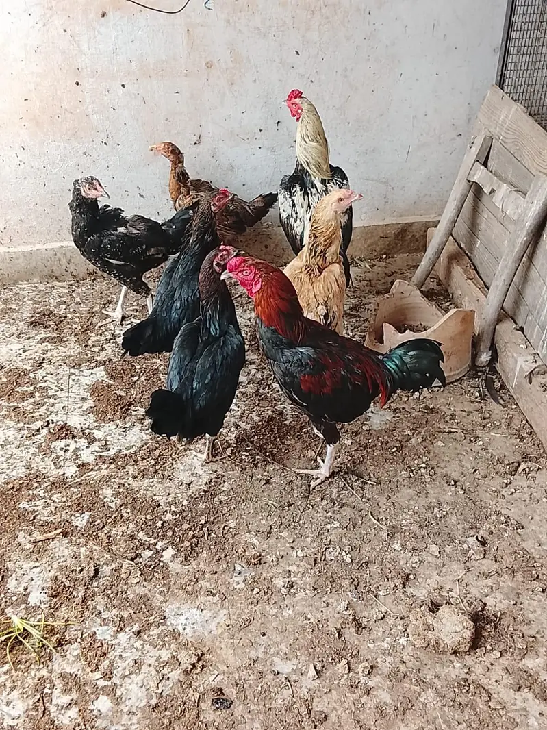دو مرغے اور پانچ مرغیاں — photo 3